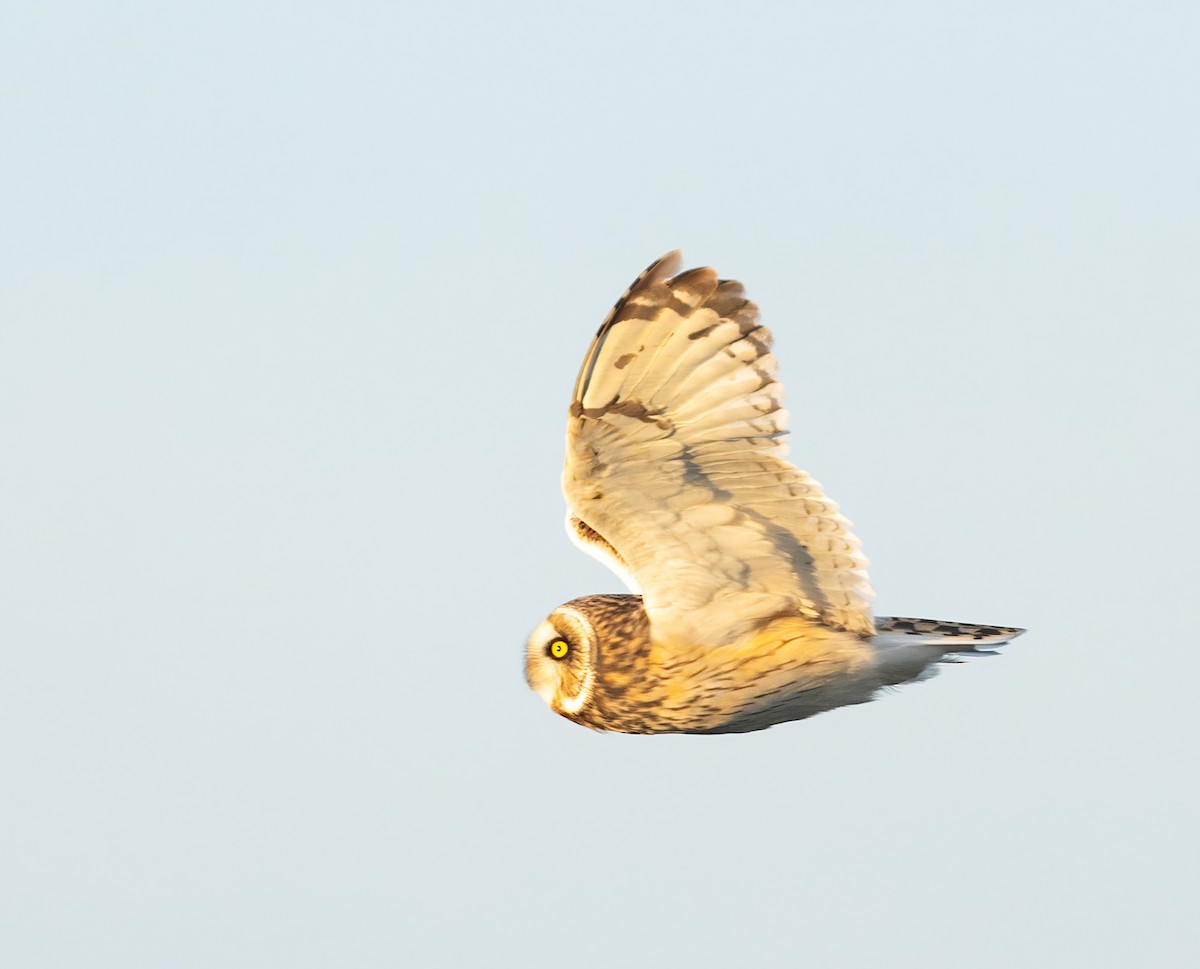 Zingira-hontza - ML647542431