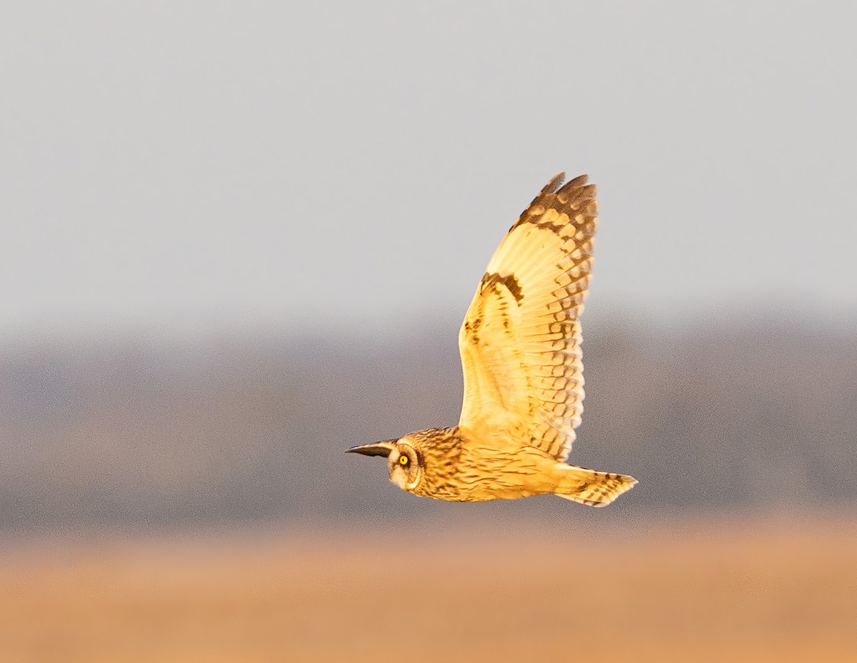 Zingira-hontza - ML647542440