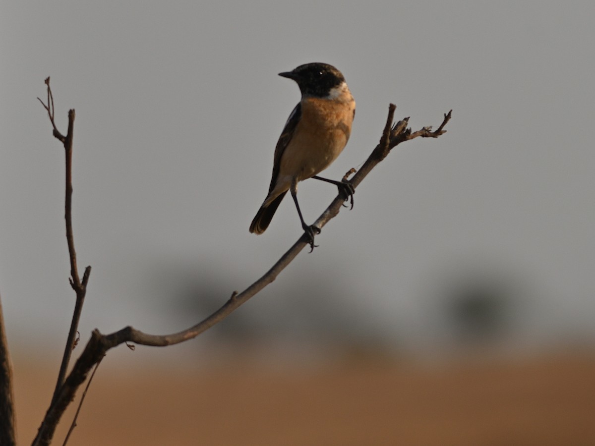 Siberian Stonechat - ML647542450