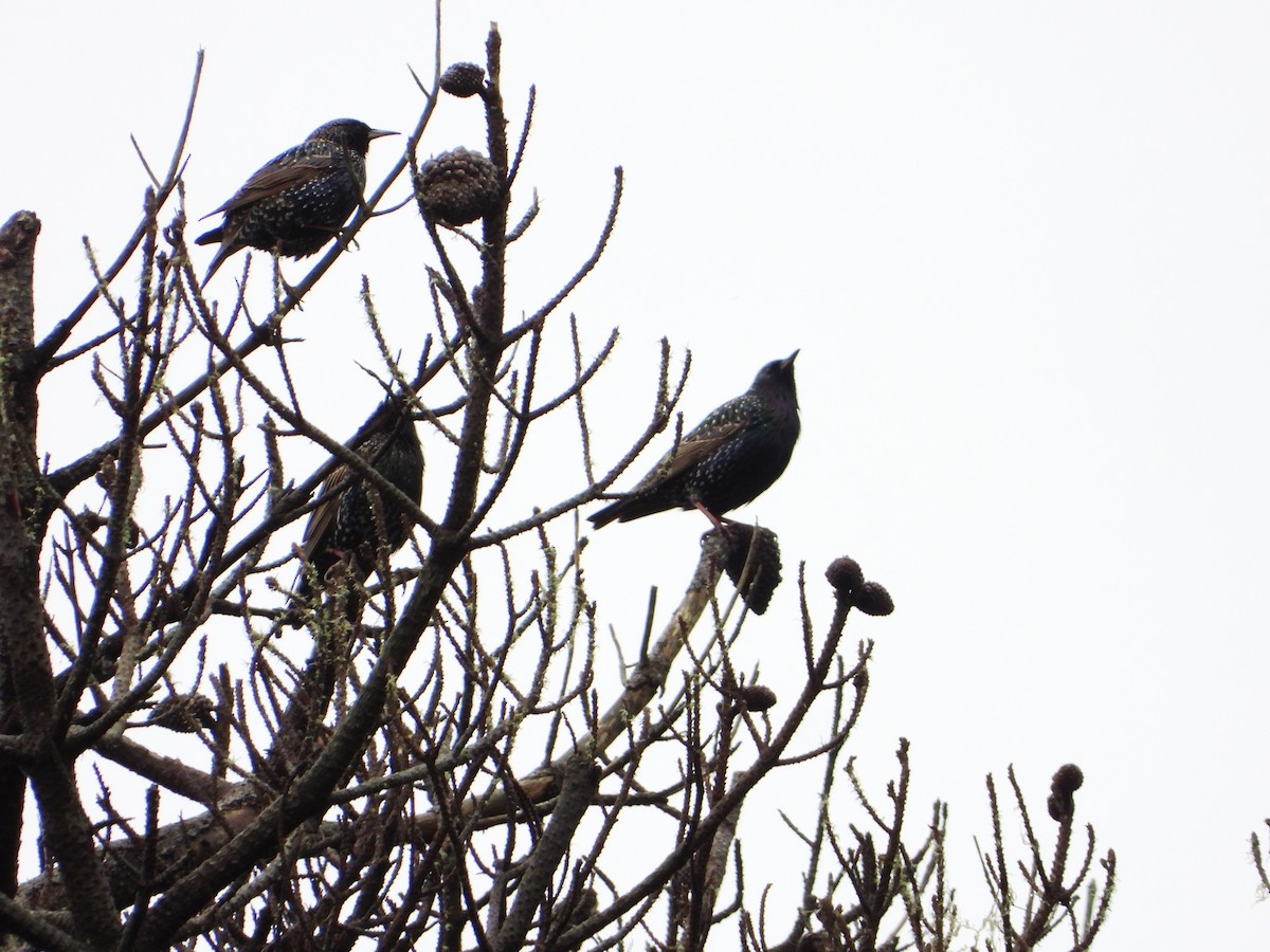 European Starling - ML647542451