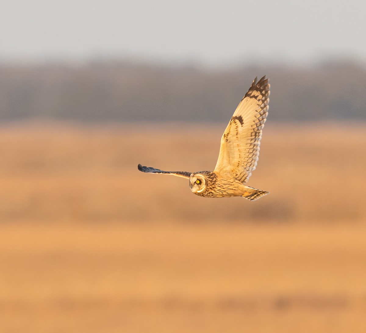 Zingira-hontza - ML647542454