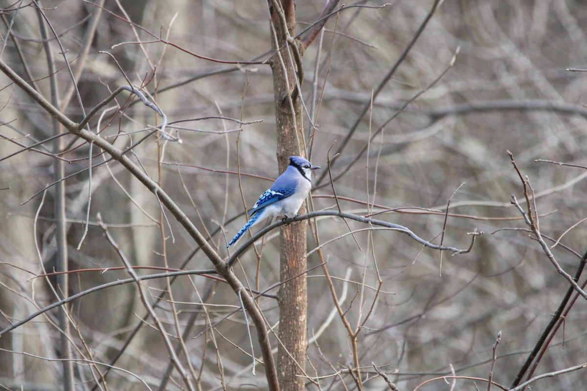 Blue Jay - ML647542474
