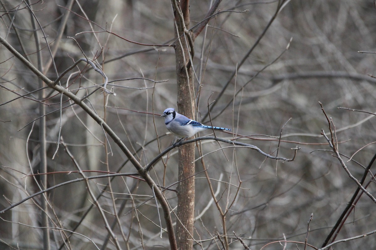 Blue Jay - ML647542475