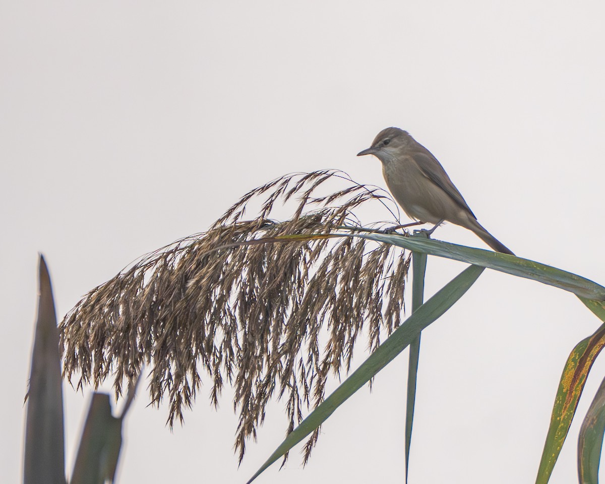 Clamorous Reed Warbler - ML647542484