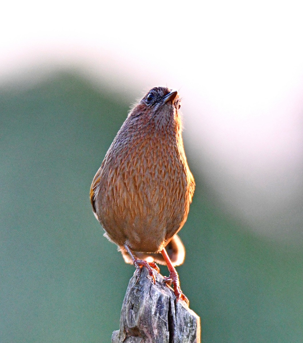 Streaked Laughingthrush - ML647542491
