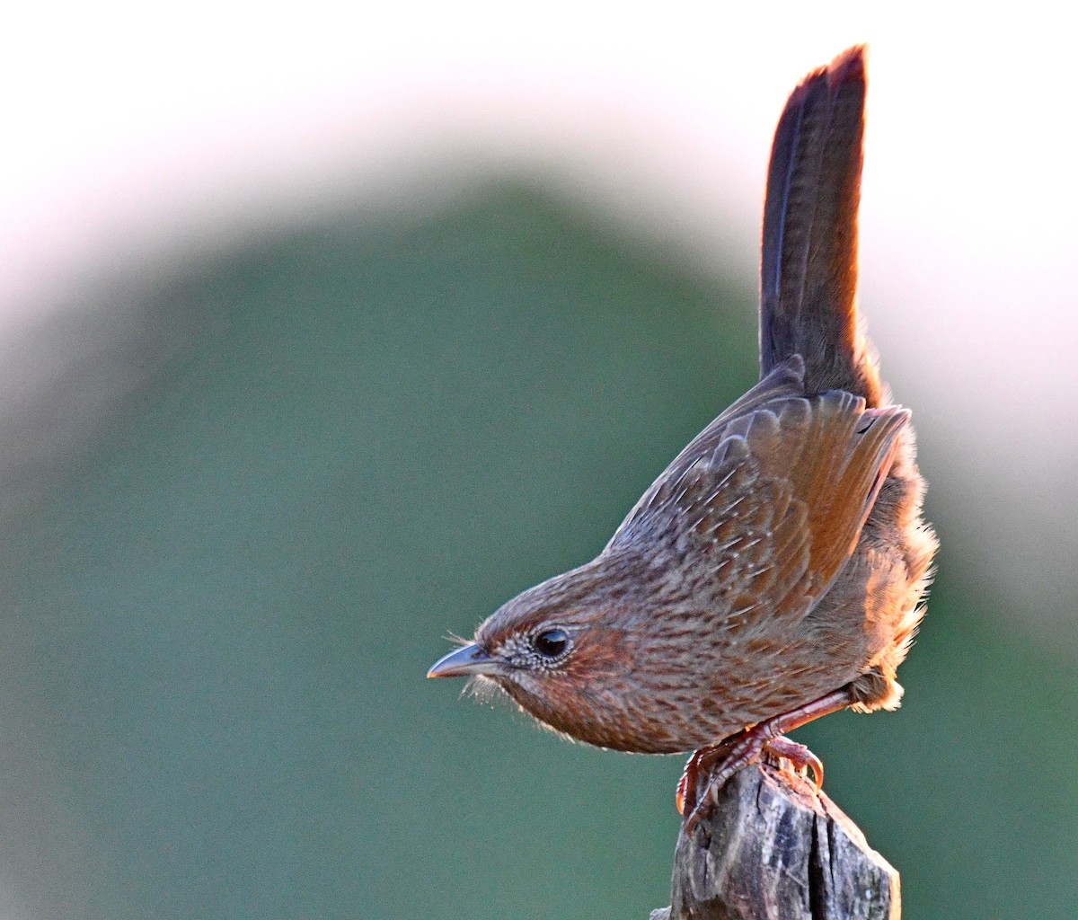 Streaked Laughingthrush - ML647542492
