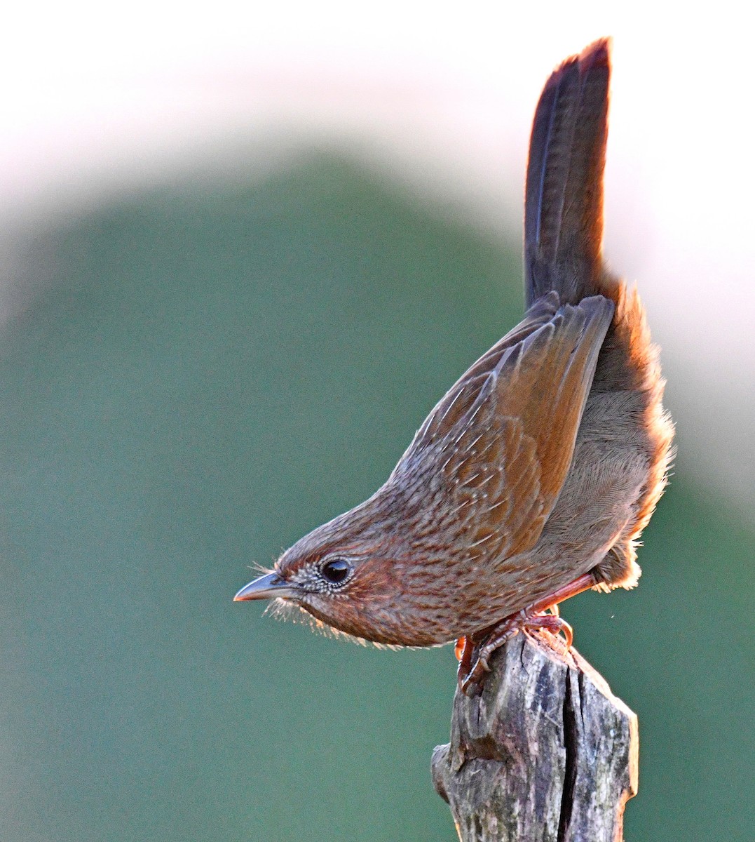 Streaked Laughingthrush - ML647542493