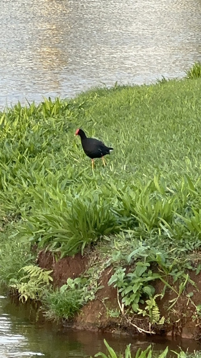 Common Gallinule (Hawaiian) - ML647542499