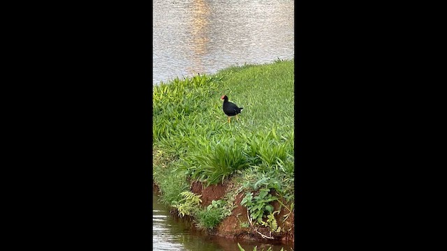 Common Gallinule (Hawaiian) - ML647542500