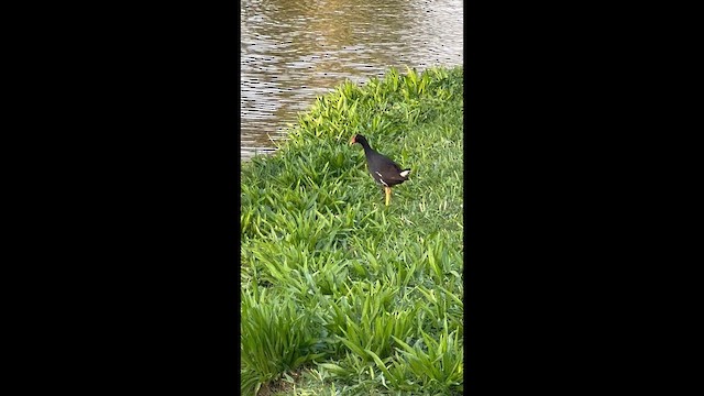 Common Gallinule (Hawaiian) - ML647542501