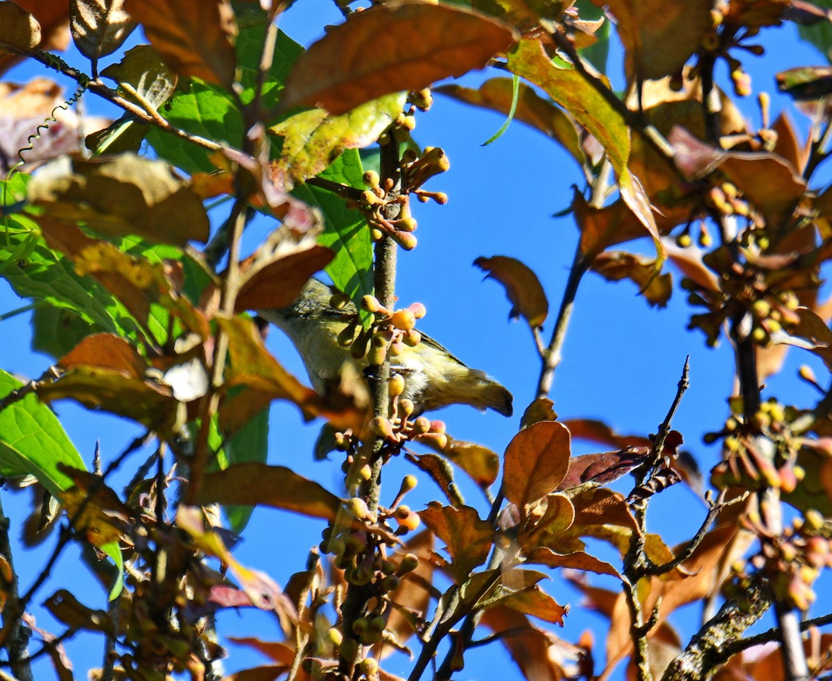 Alev Göğüslü Öksekuşu - ML647542504