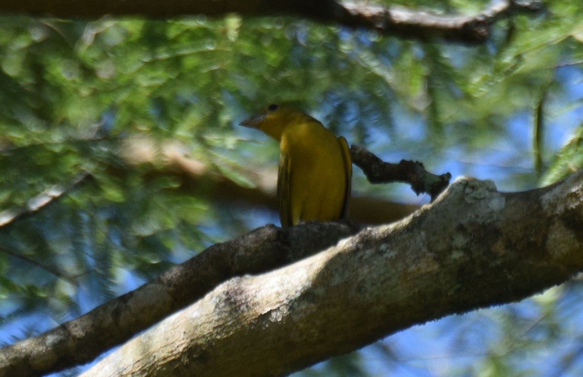 Kırmızı Piranga - ML647542505