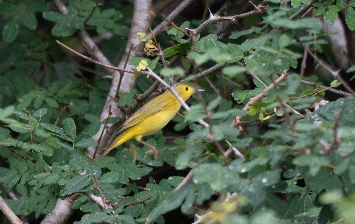 Takkeli Ötleğen - ML647542506