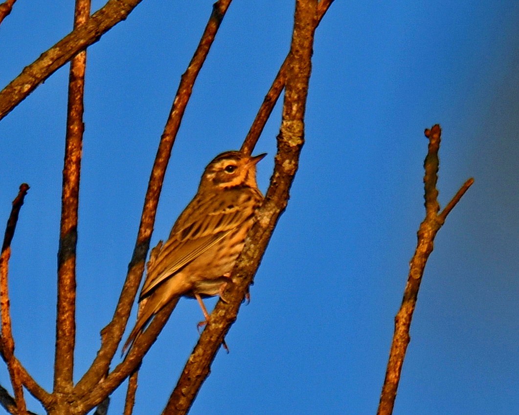 Pembe İncirkuşu - ML647542507