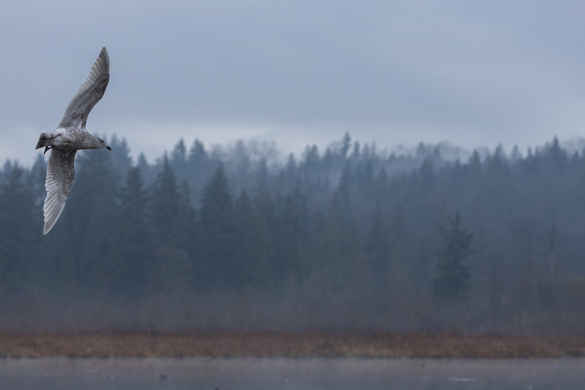 Buz Rengi Martı - ML647542508