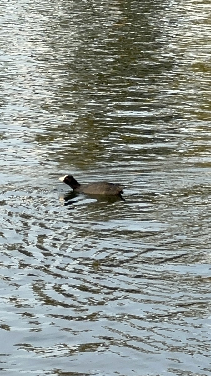 Hawaii Mekesi - ML647542509