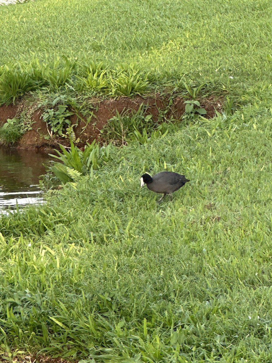 Hawaii Mekesi - ML647542510