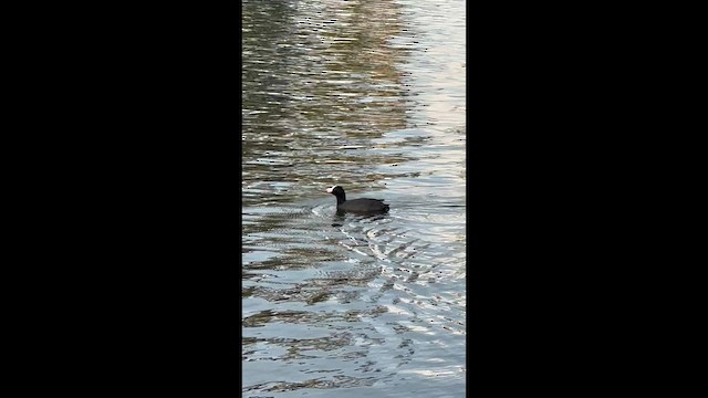 Hawaiian Coot - ML647542511