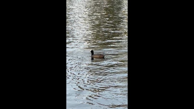 Hawaiian Coot - ML647542512