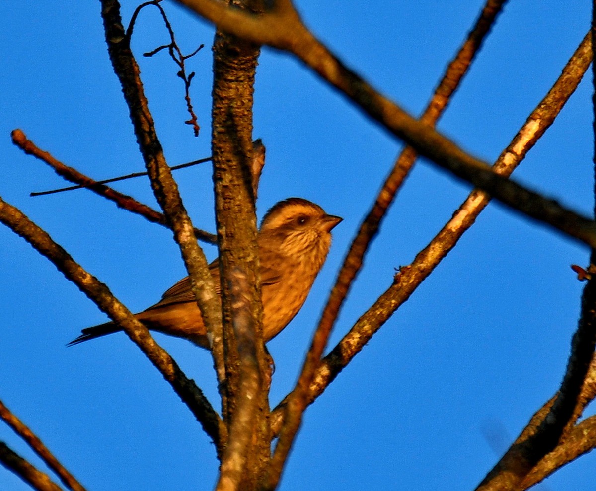 Pembe Kaşlı Çütre - ML647542513