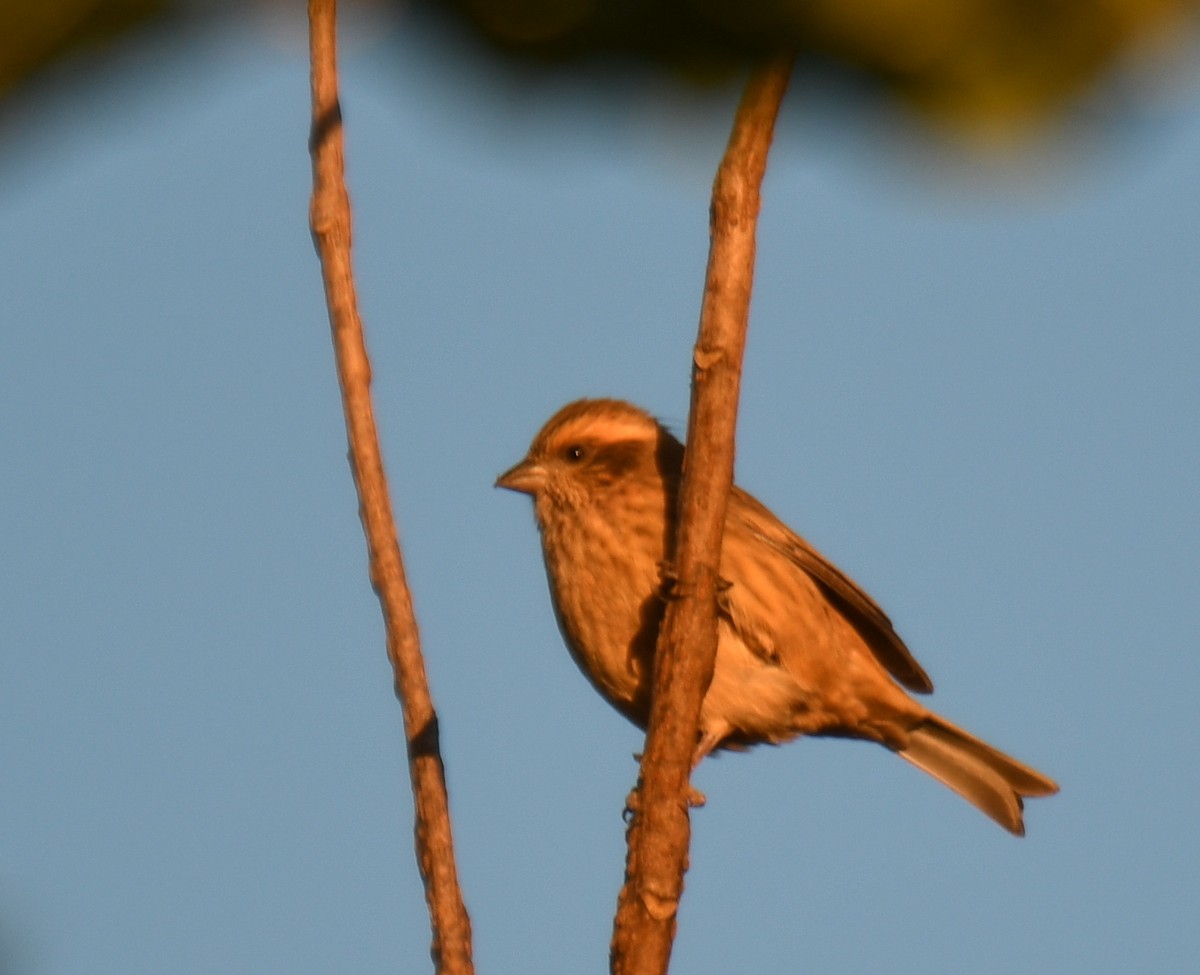 Pembe Kaşlı Çütre - ML647542514