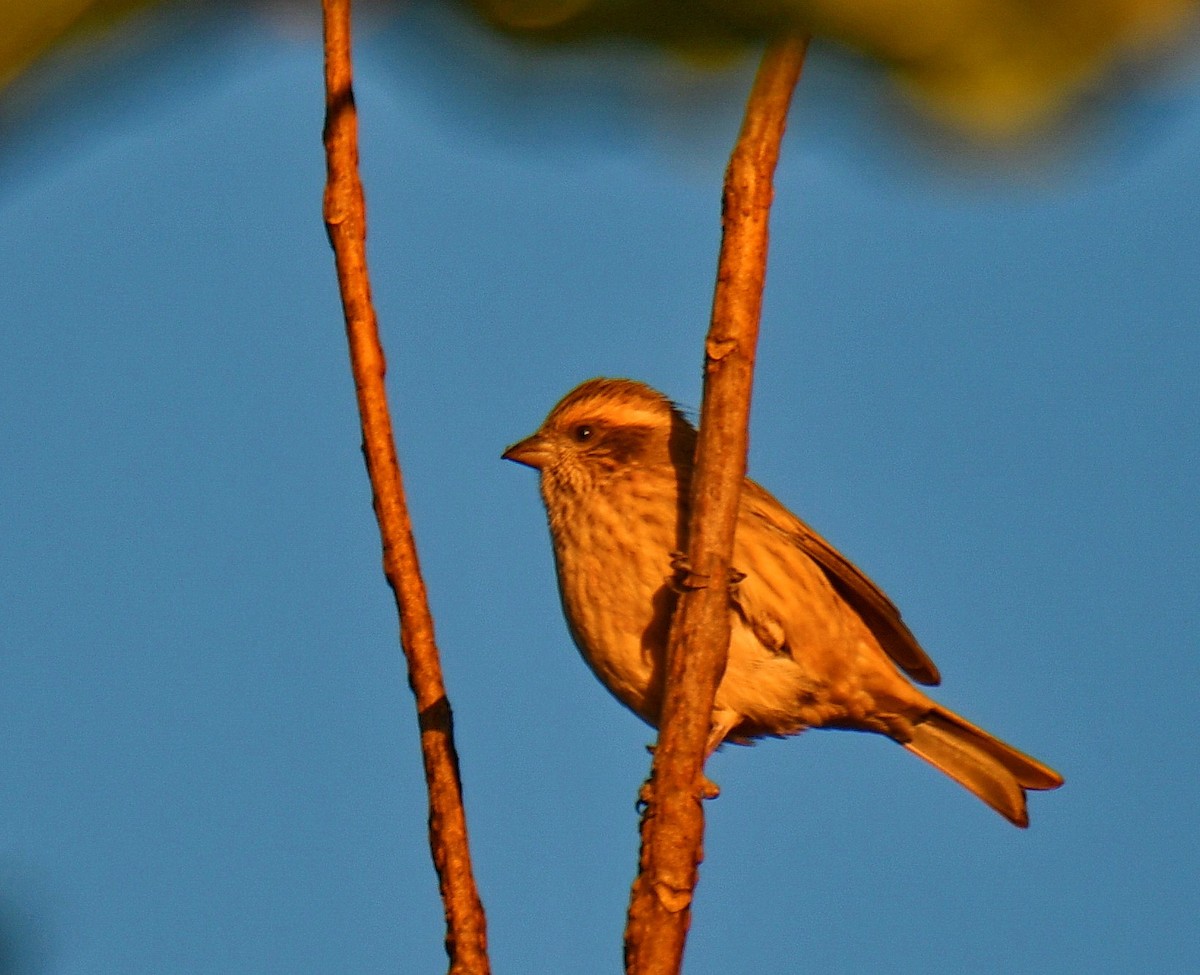 Pembe Kaşlı Çütre - ML647542515