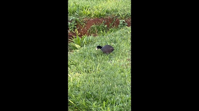 Hawaiian Coot - ML647542516