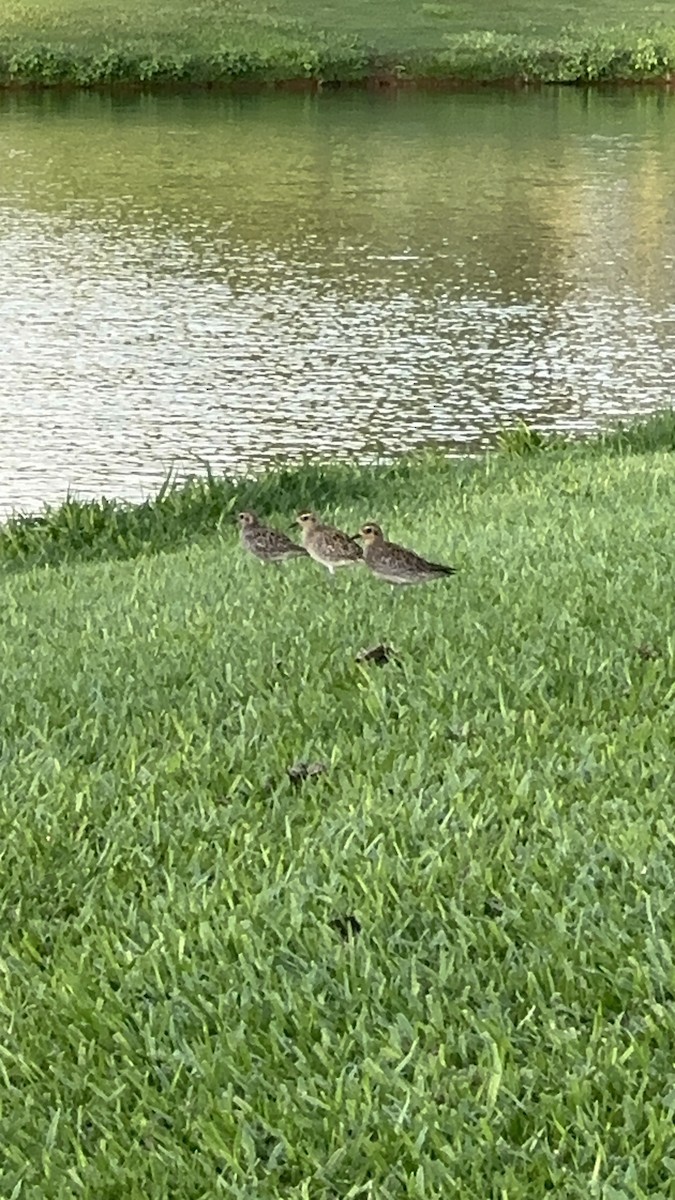 Küçük Altın Yağmurcun - ML647542517