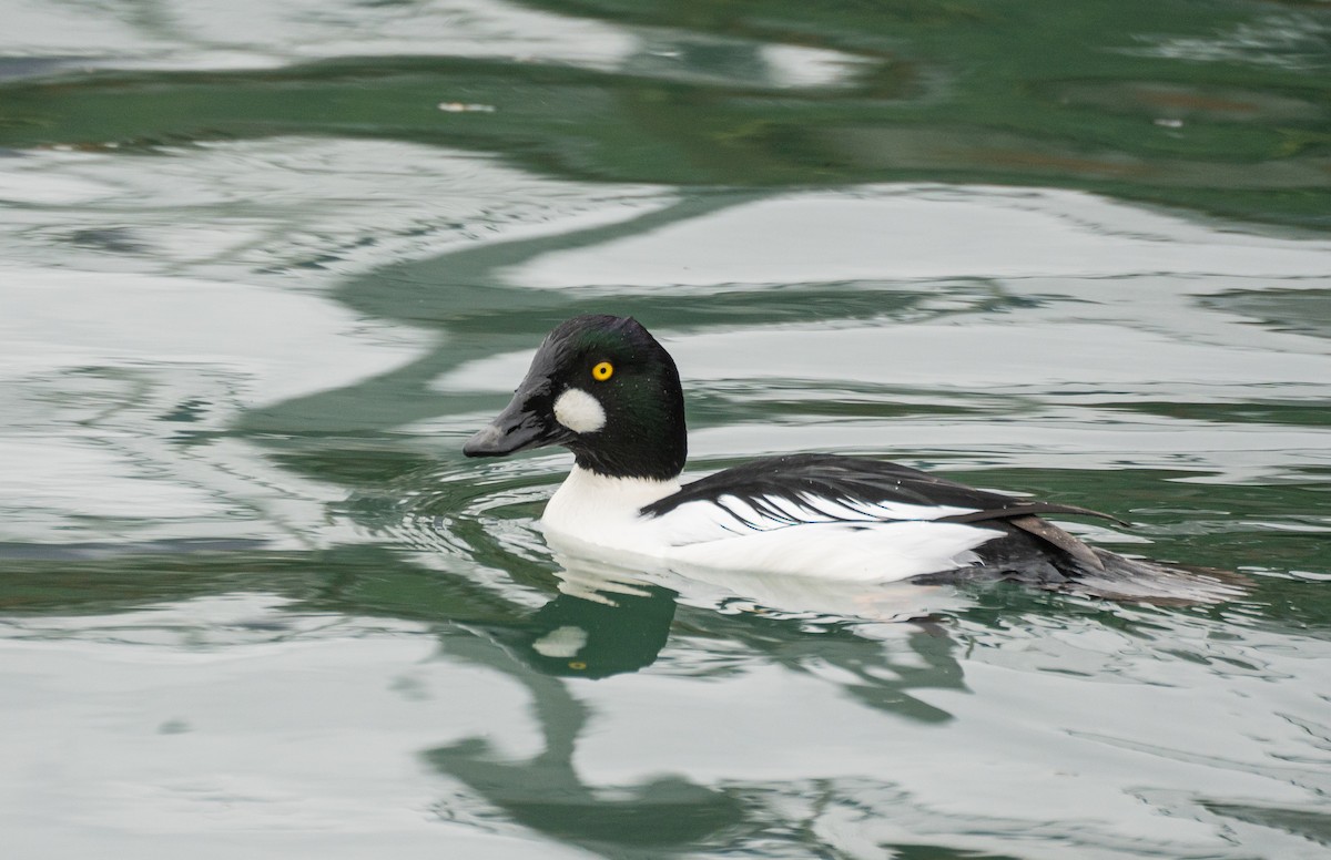 Altıngöz - ML647542521