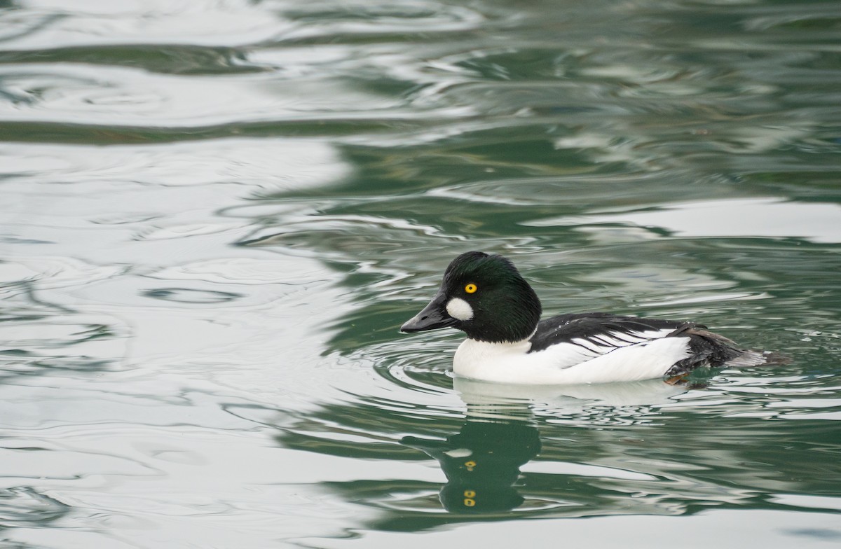 Altıngöz - ML647542522