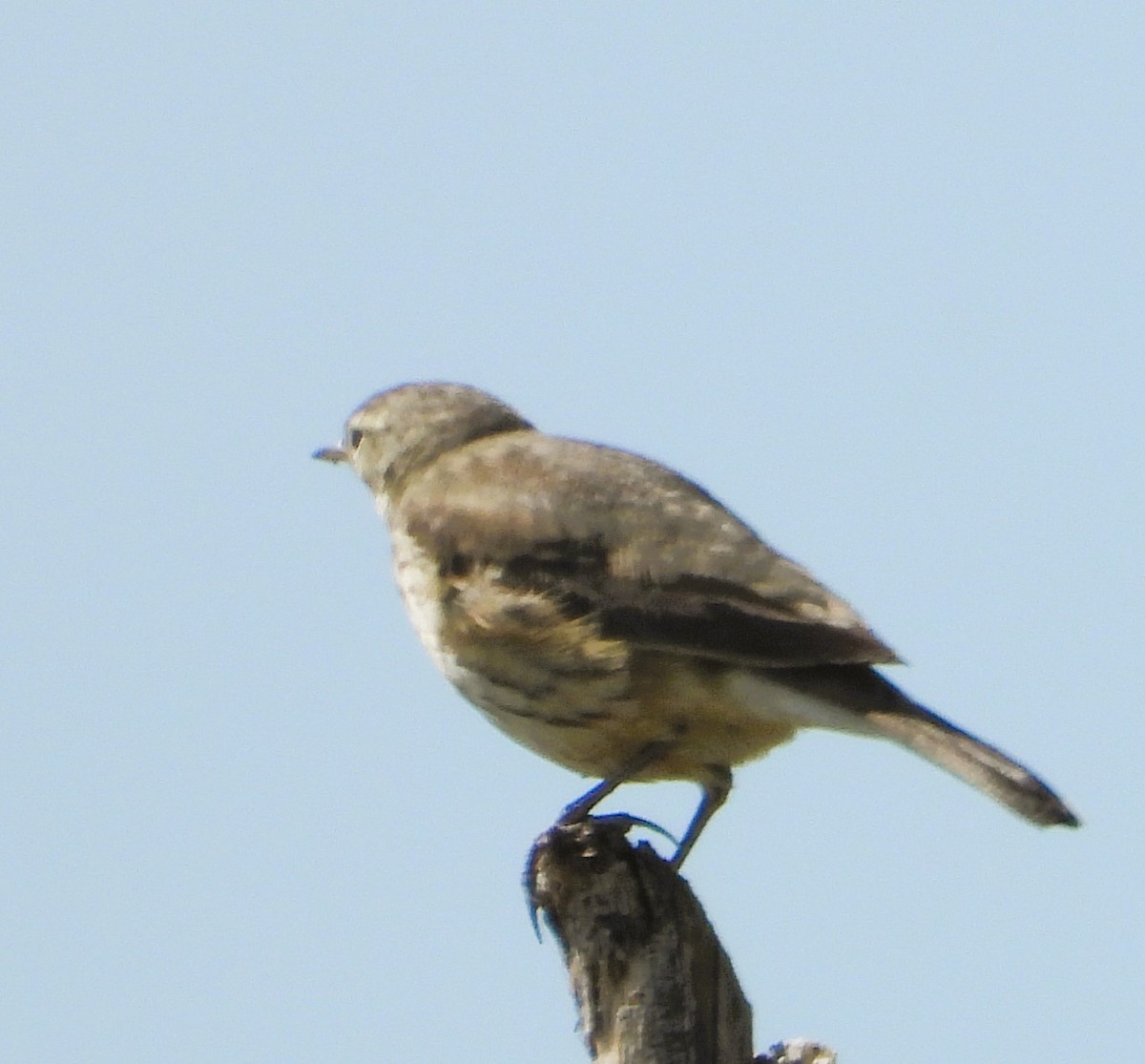 Amerika İncirkuşu - ML647542523