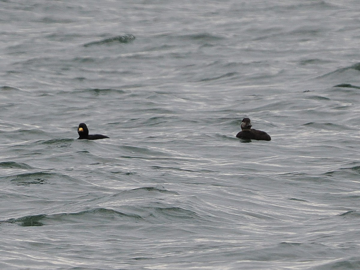 Amerika Kara Ördeği - ML647542524