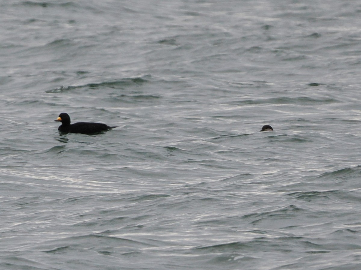 Amerika Kara Ördeği - ML647542525