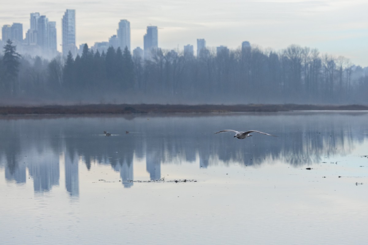 Buz Rengi Martı - ML647542526