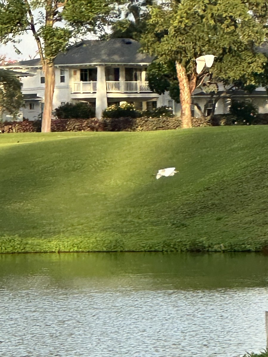 Sığır Balıkçılı - ML647542529