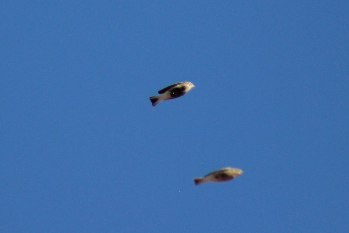 Kestane Boğazlı Çinte - ML647542531