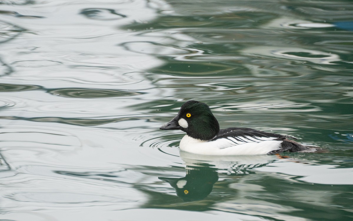 Altıngöz - ML647542534