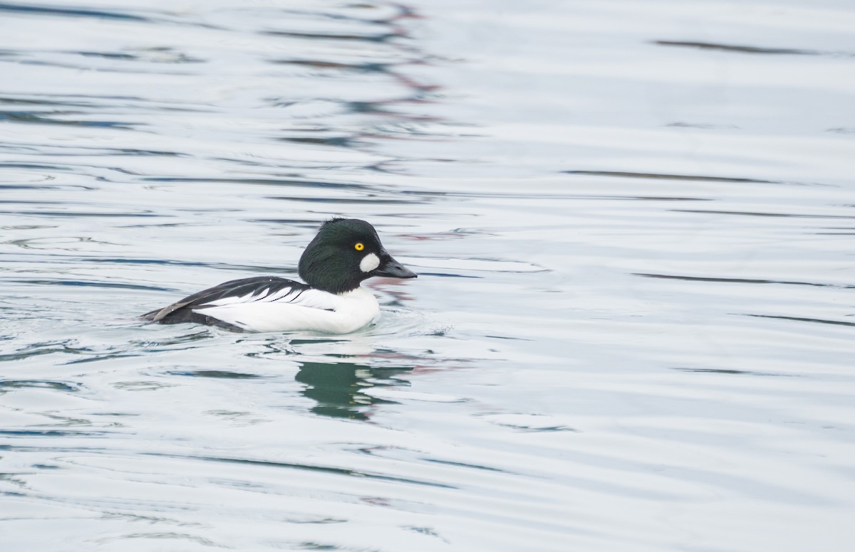 Altıngöz - ML647542535