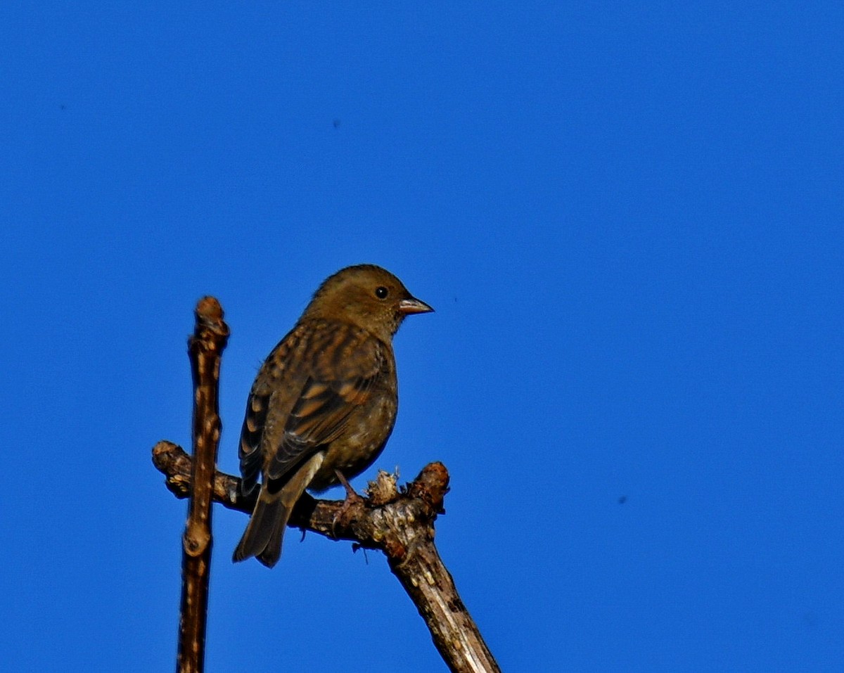 Maun Göğüslü Çütre - ML647542536