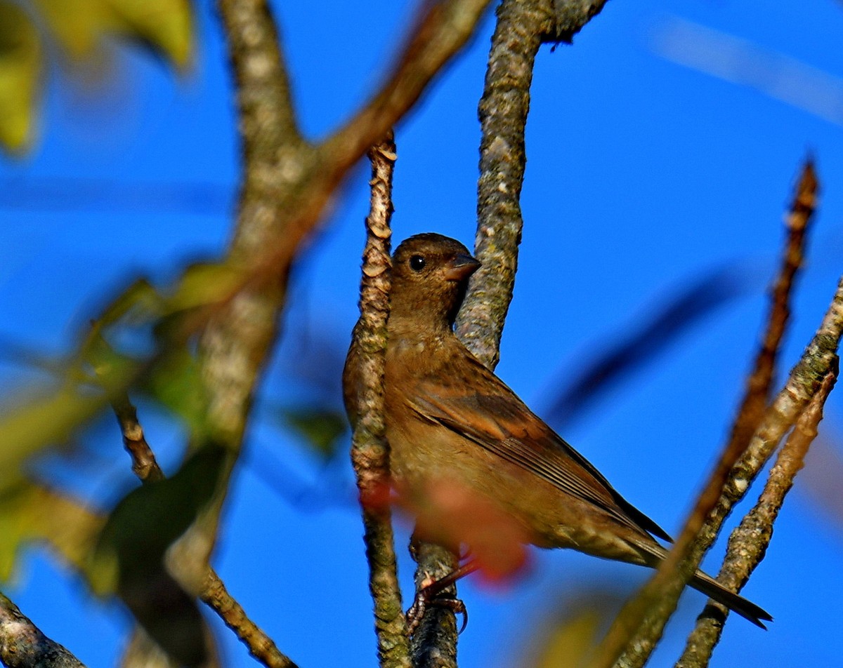 Maun Göğüslü Çütre - ML647542537