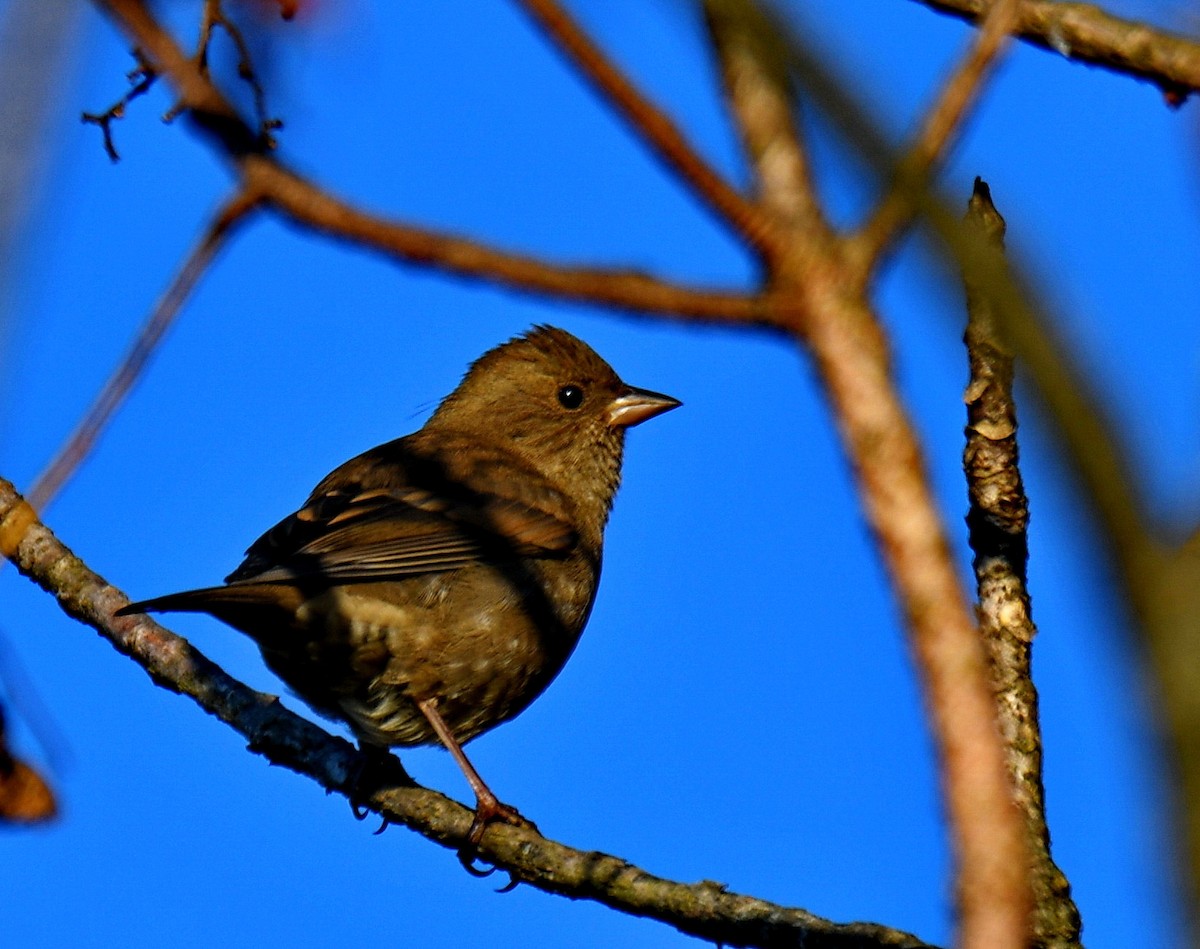 Maun Göğüslü Çütre - ML647542538