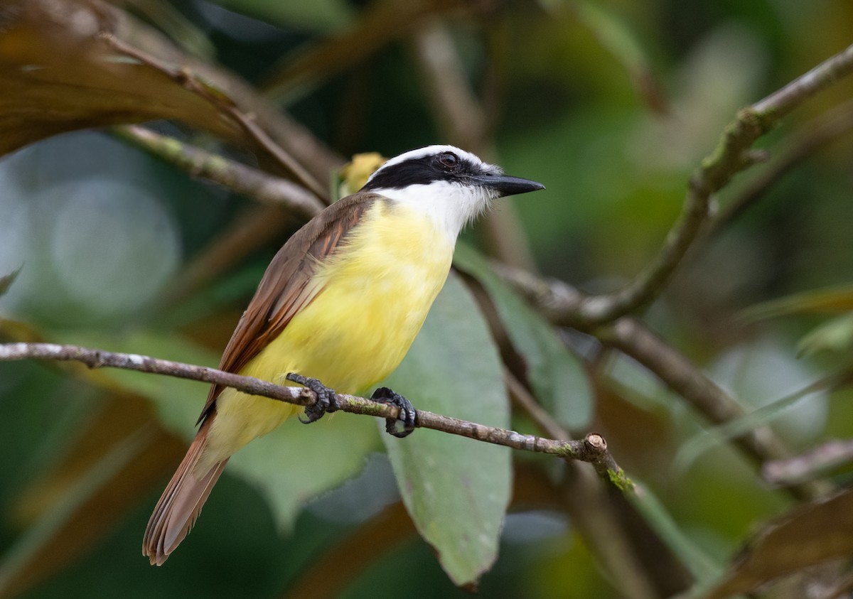 Büyük Kiskadi Tiranı - ML647542540