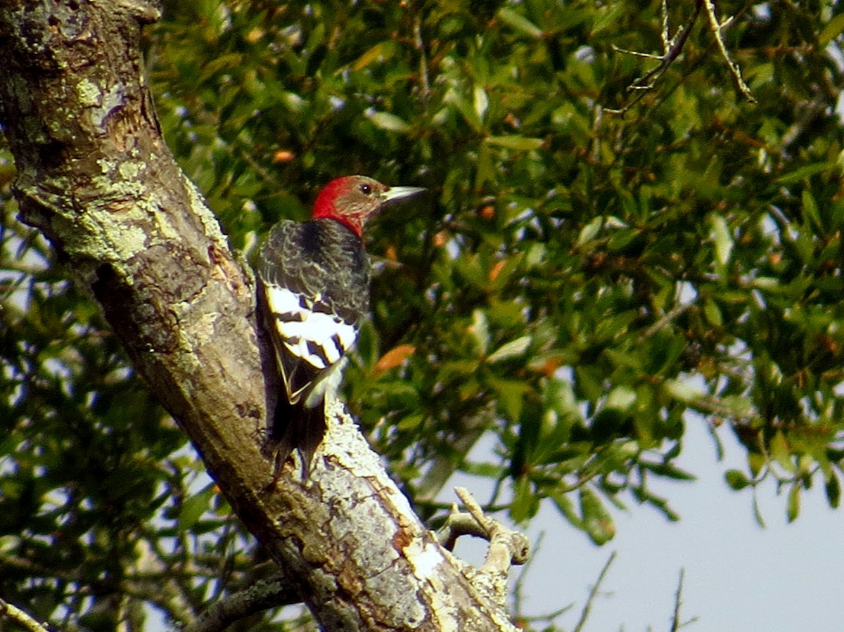 Kırmızı Başlı Ağaçkakan - ML647542541
