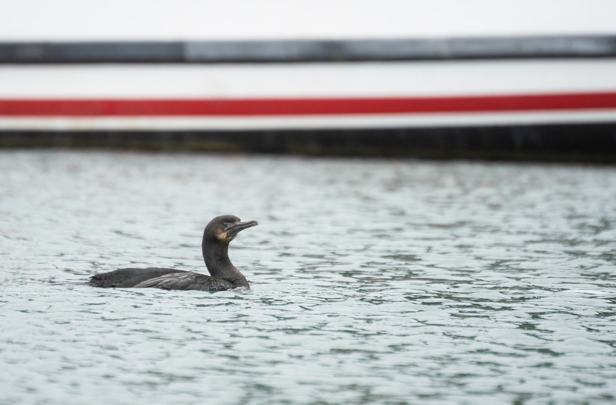 Brandt Karabatağı - ML647542542