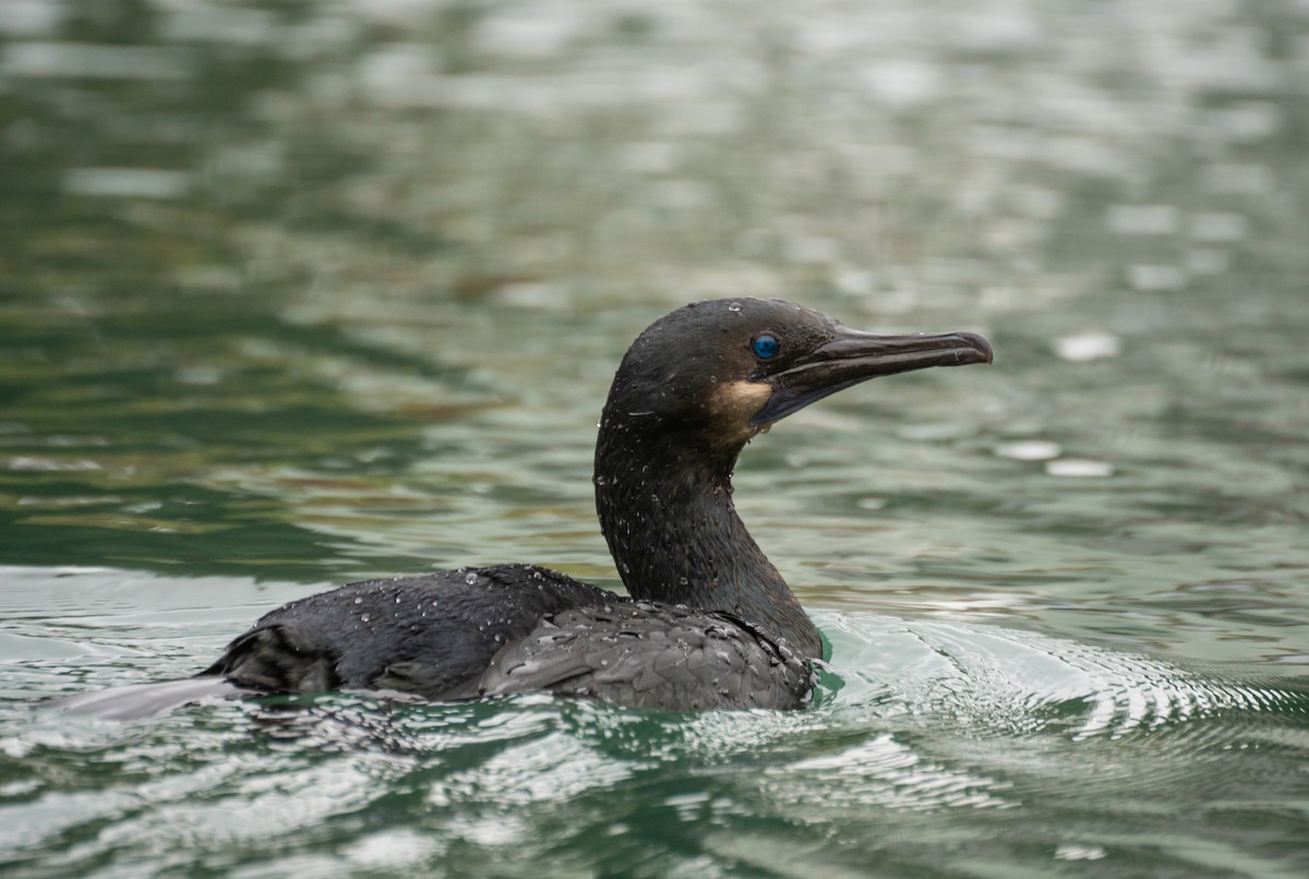 Brandt Karabatağı - ML647542543