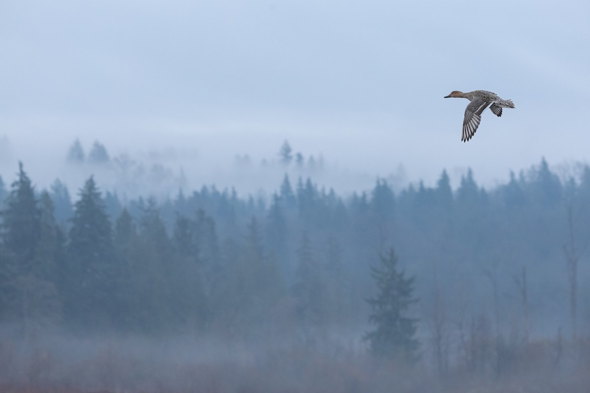 ברווז חד-זנב - ML647542545