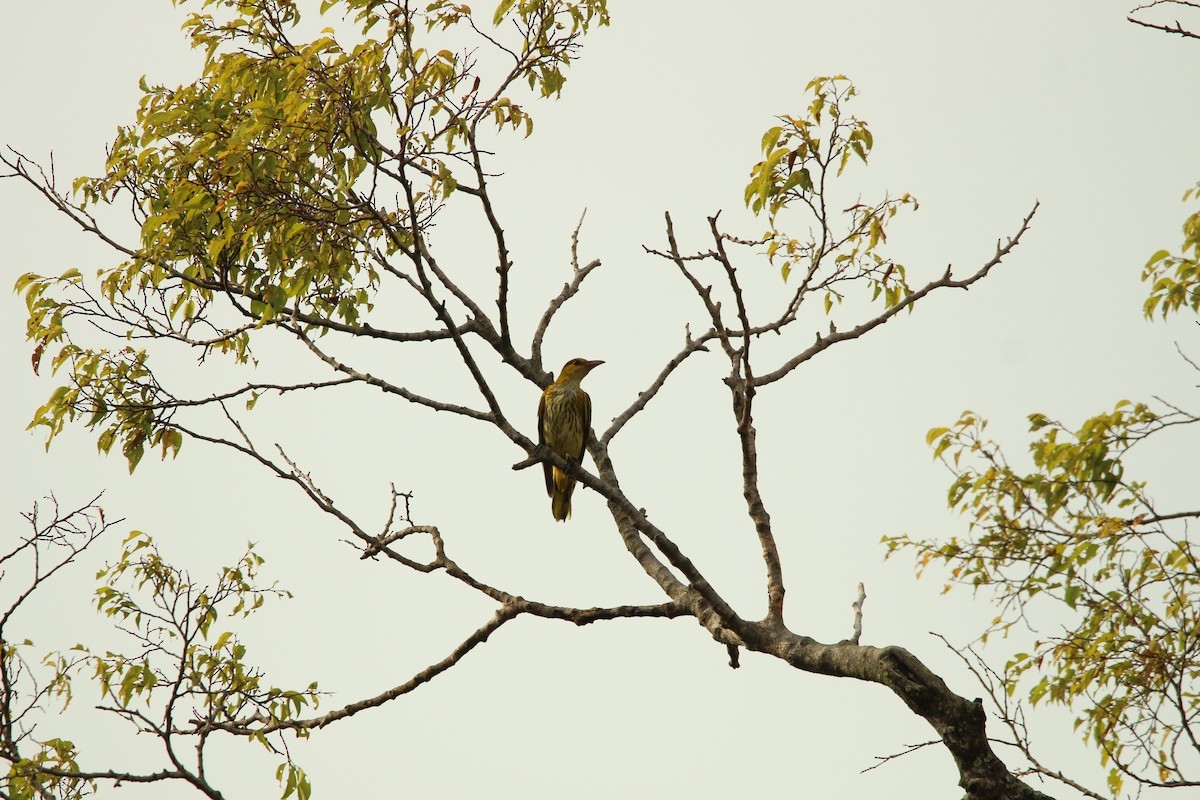 זהבן שחור-עורף - ML647542546
