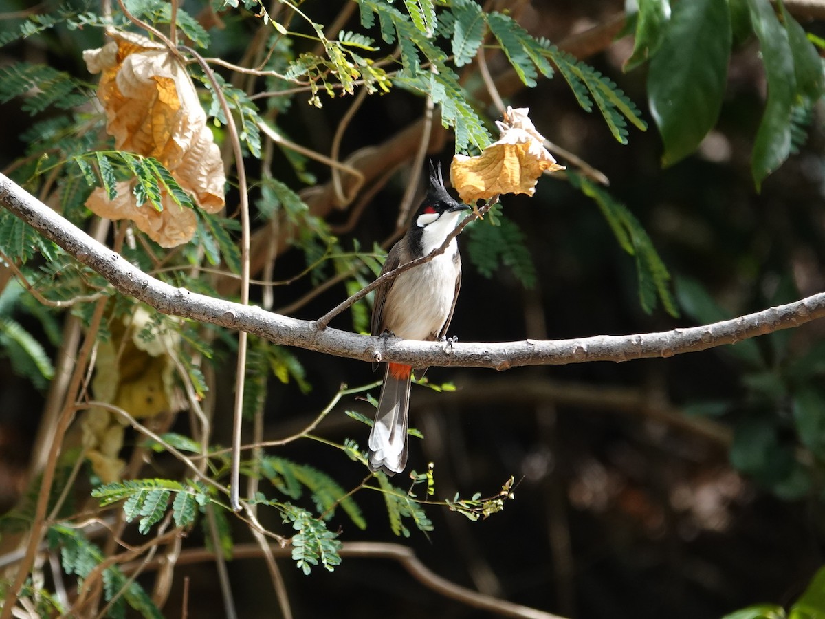 בולבול אדום-שפם - ML647542547