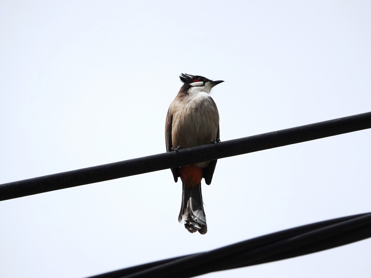 בולבול אדום-שפם - ML647542548