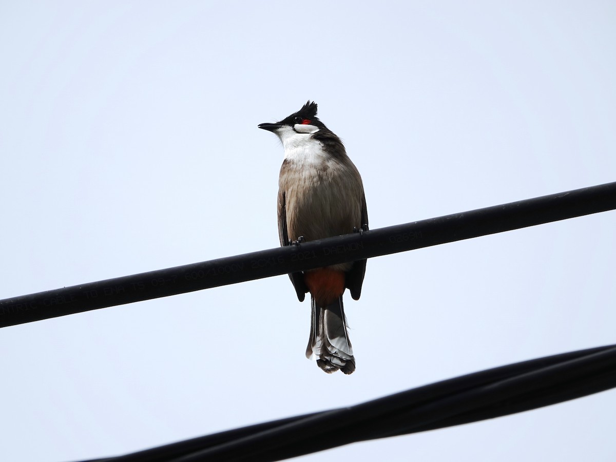 בולבול אדום-שפם - ML647542549
